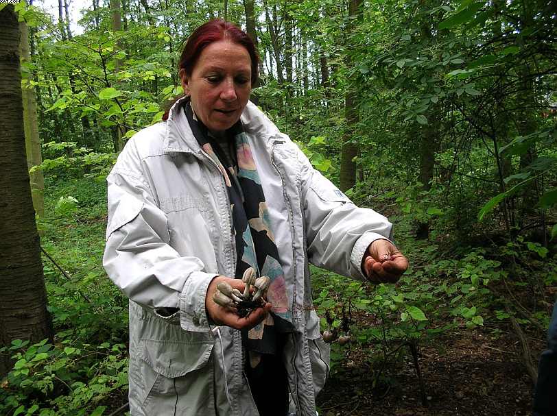 Coprinopsis strossmayeri (Schulzer) Redhead et al.